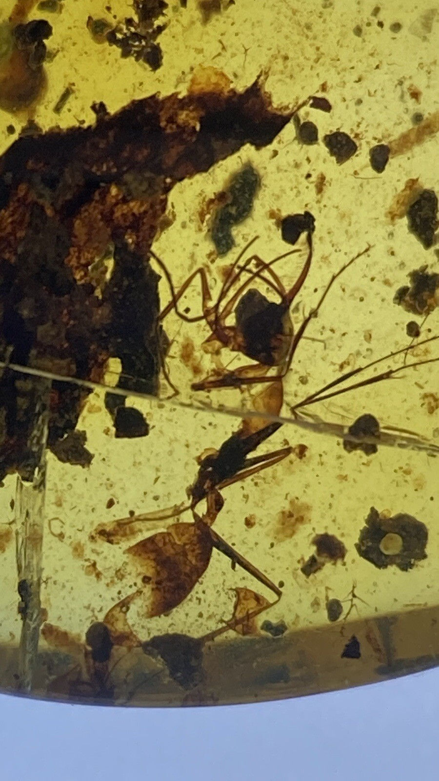 Thumbnail: Extremely Rare Haidomyrmex HORNED Extinct Huge Ant, Genuine Burmite Amber 98myo