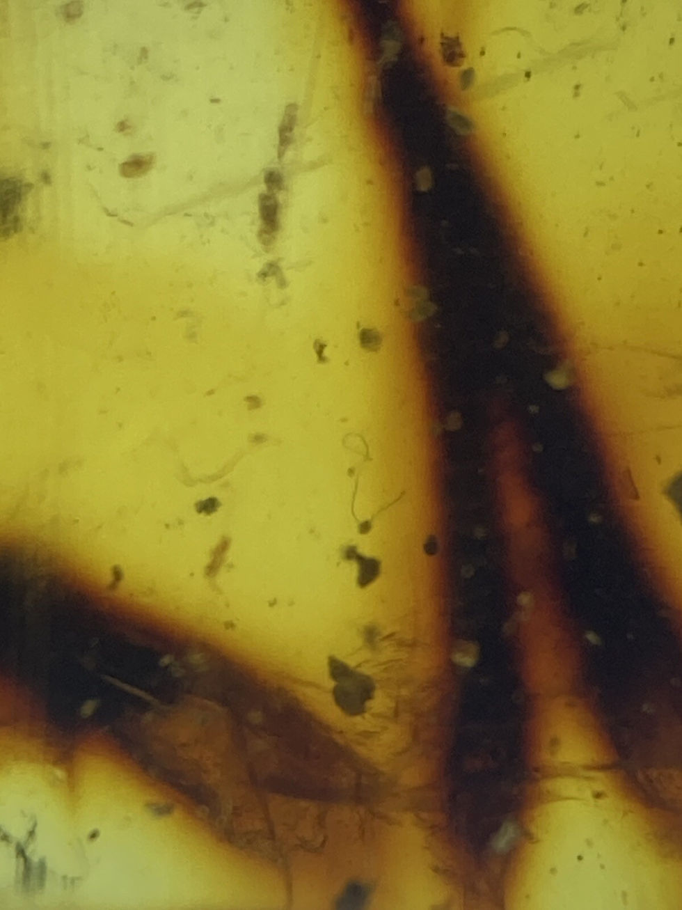Thumbnail: Pristine Clear Botanical Inclusion & Insect, in Genuine Burmite Amber, 98myo
