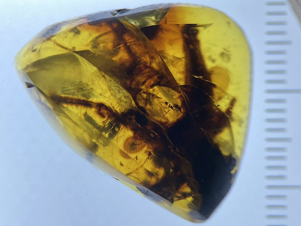 Thumbnail: HUGE Grasshopper & Other Insect Inclusions Fossil, Genuine Burmite Amber, 98myo