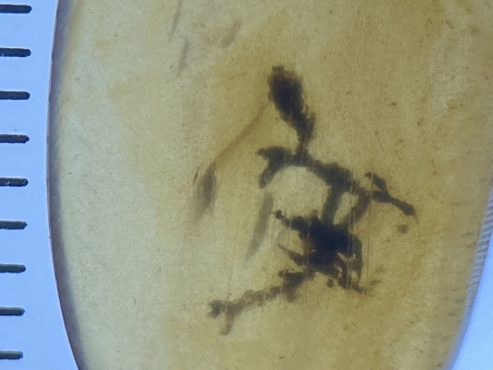 Thumbnail: Duo Of Carbonized Insects & Moss Branches, 2 Burmite Amber Fossils, Dates ~98MYO