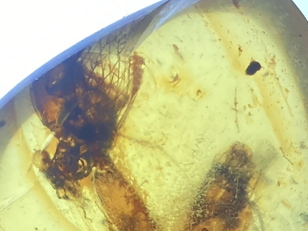 Thumbnail: Two Dancing Bugs (Insect Duo), Fossil In Genuine Burmite Amber, Dates 98MYO