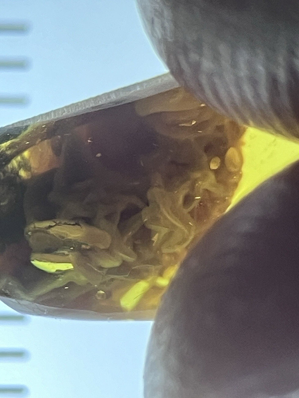 Thumbnail: Mollusk Snail Shellfish, Ultra Rare Fossil Inclusion Genuine Burmite Amber 98myo