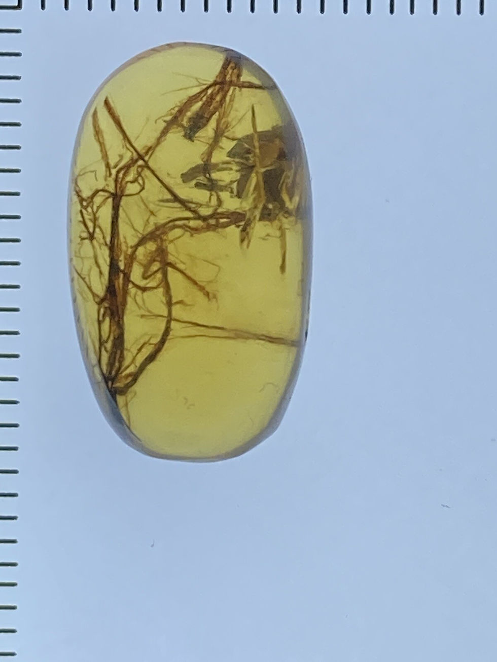 Thumbnail: Botanic “Hair” - Plant Fibers, Pristine Fossil In Genuine Burmite Amber, 98MYO!