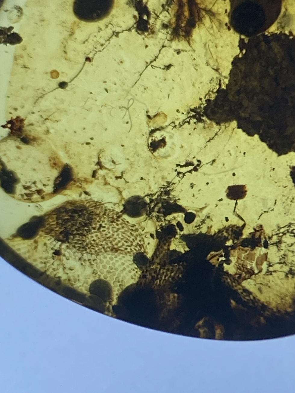 Thumbnail: Unique Lizard HAND / PAW With Scales, Rare Fossil In Genuine Burmite Amber 98MYO