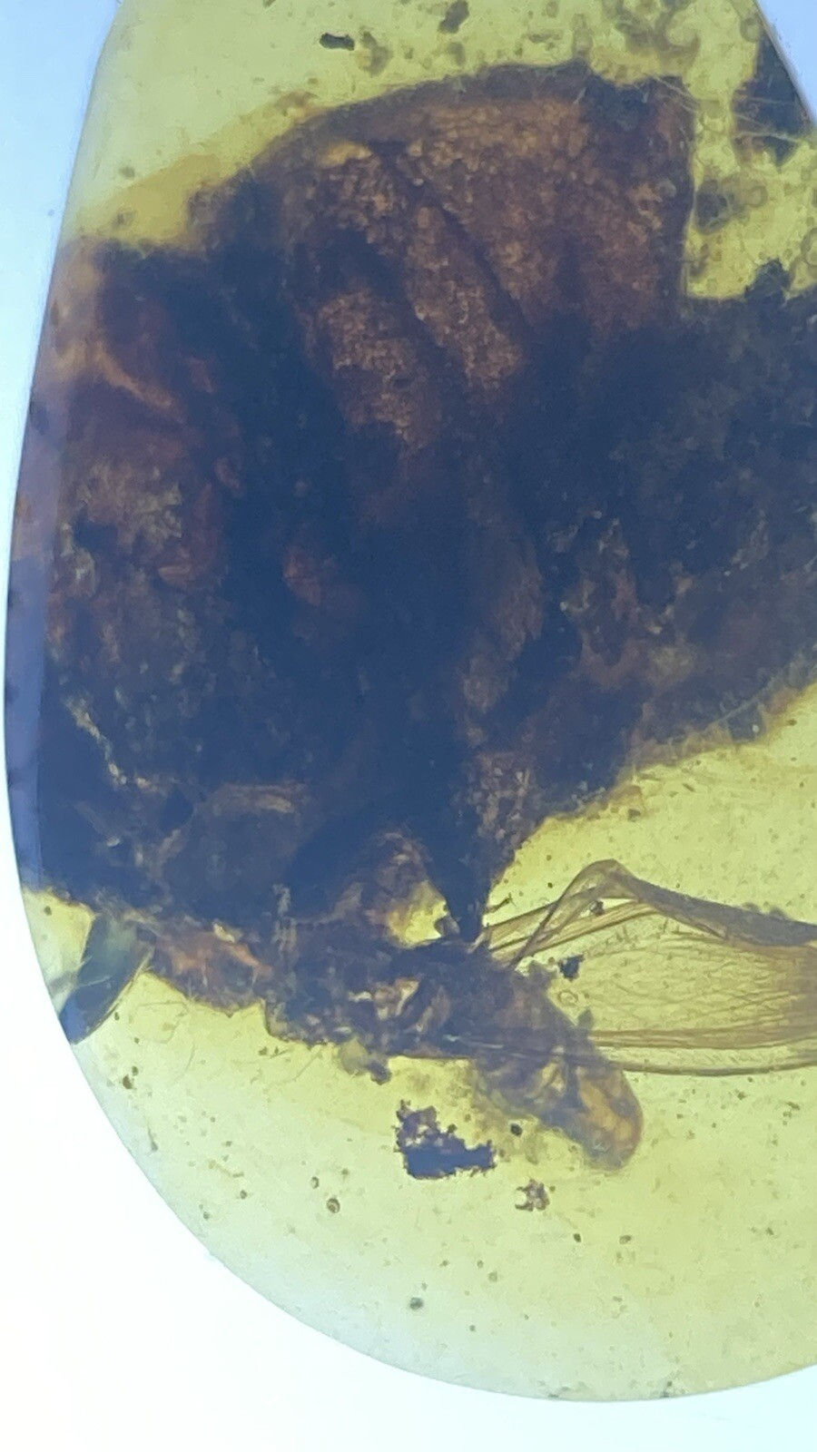 Thumbnail: Huge Unknown Bug & Fly Fossil Inclusions, In Genuine Burmite Amber, 98myo