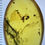 Thumbnail: Perfect Ant & Trapped Sands, Fossils In Cretaceous Genuine Burmite Amber, 98myo