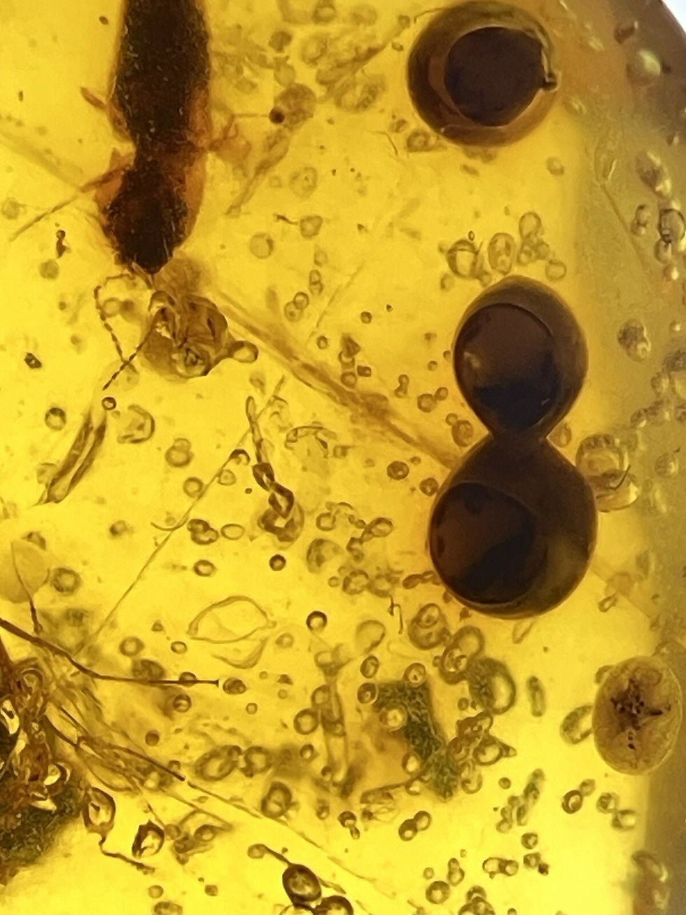 Thumbnail: Random derby And Insects In High Qually Genuine Burmite Amber Fossil, 98myo