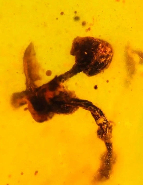 Unique Prehistoric Flower Bud Blossom - Genuine Burmite Amber Fossil, Date 98myo