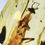 Thumbnail: Extremely Rare Mature Alienoptera Extinct Huge Spec, Genuine Burmite Amber 98myo