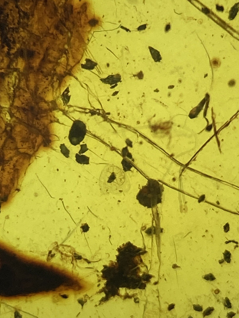 Thumbnail: Pristine Clearest Leaf Fossil - Museum Q Leaves Inclusion, Burmite Amber 98MYO!