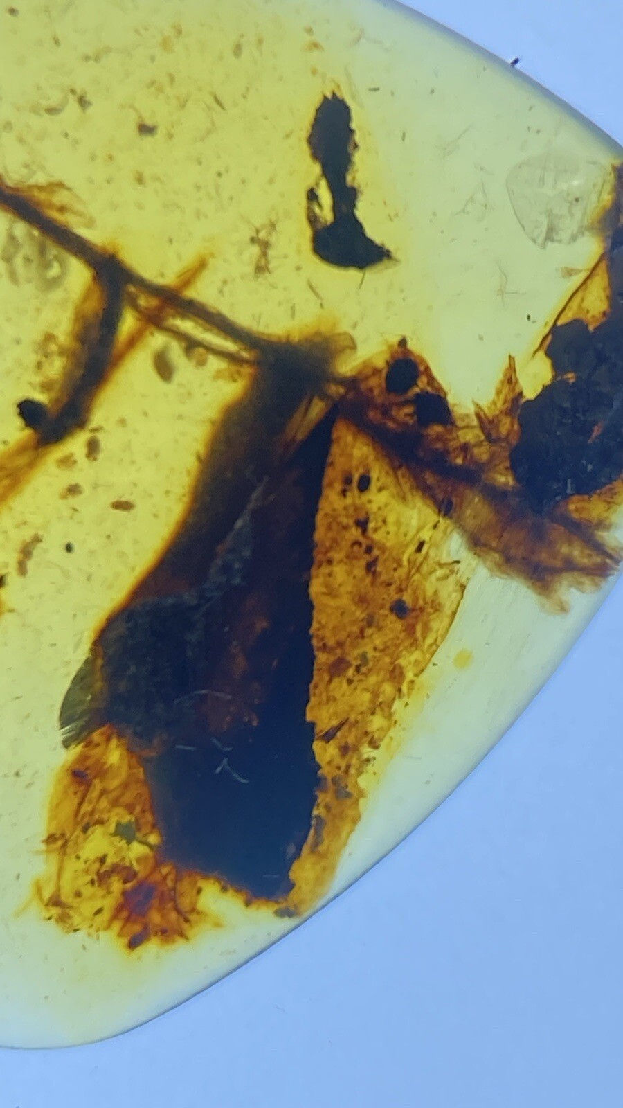 Thumbnail: Large Branch & Other Inclusions, Fossil In Genuine Burmite Amber, 98myo