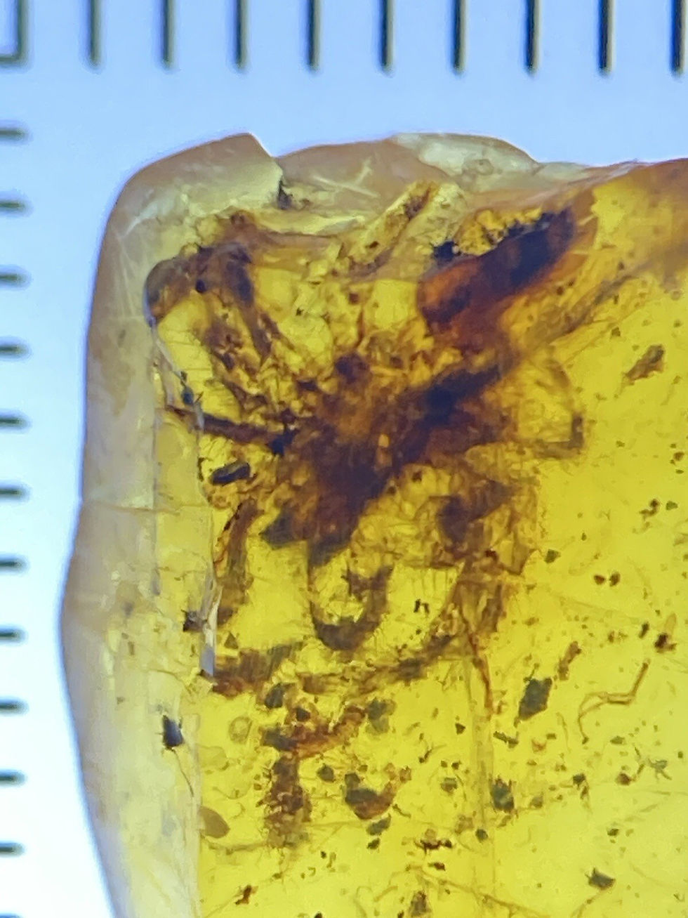 Large Hairy Detailed Spider, Fossil In Genuine Burmite Amber, 98MYO