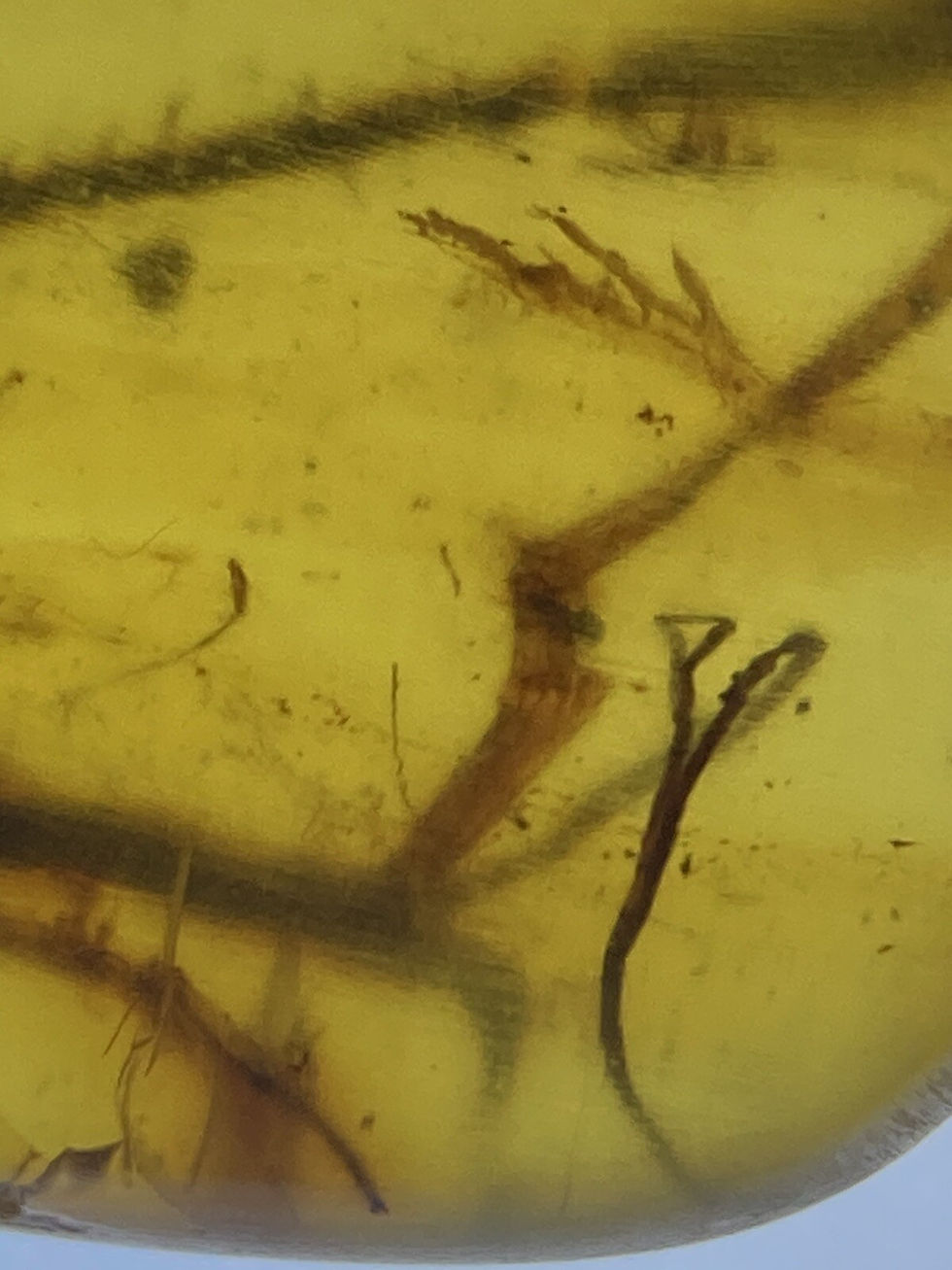 Thumbnail: Moss Twig Botanical Paleobotany Inclusion, Fossil in Genuine Burmite Amber 98myo