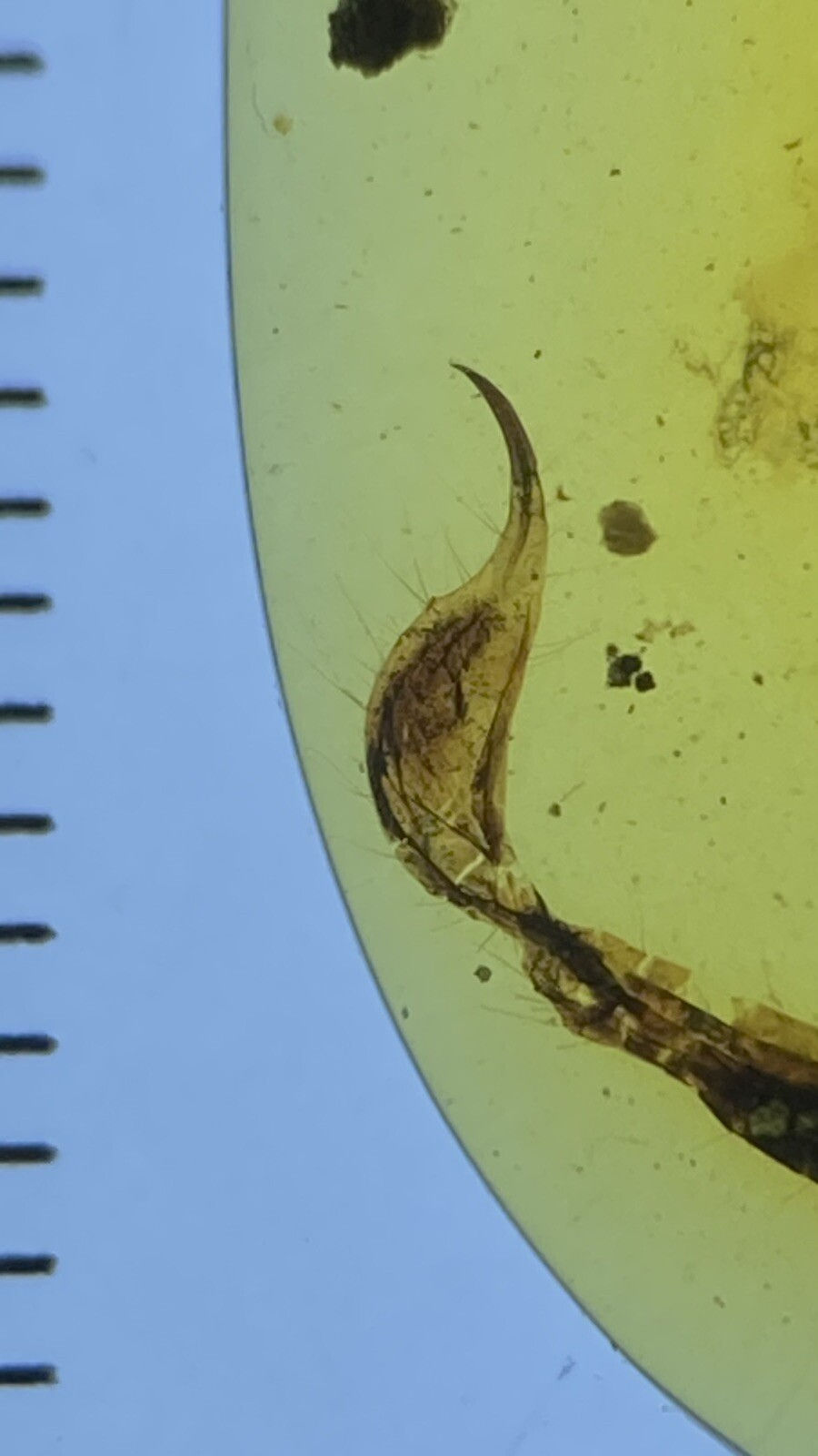 Thumbnail: Museum Enormous Scorpion - 19mm Giant, Fossil In Genuine Burmite Amber, 98myo