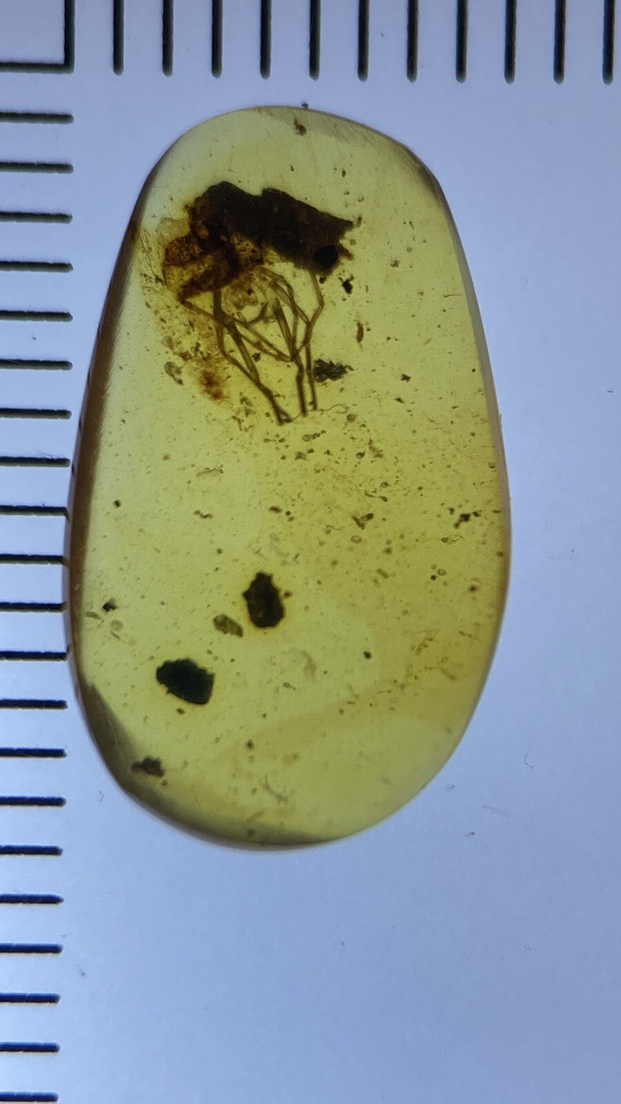 Thumbnail: Cute Spider Arachnid Fossils In Cretaceous Genuine Burmite Amber, 98myo