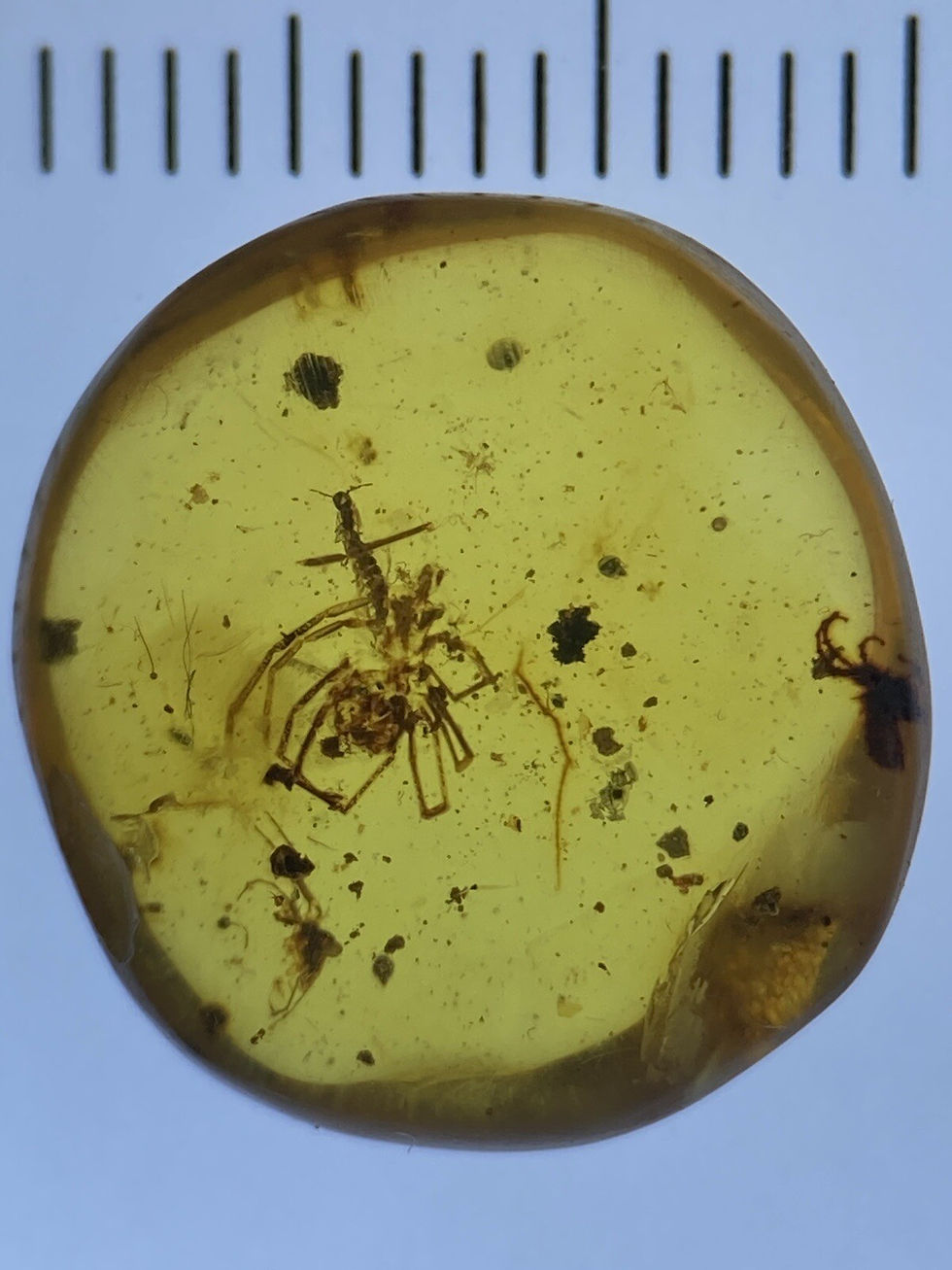 Thumbnail: Small Clear Spider Fossil, Arachnid Inclusion, In Genuine Burmite Amber, 98myo