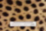 Cheetah Preservation Fund
