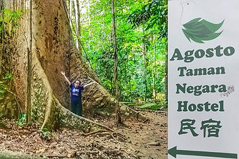 agosto-taman-negara-hostel.jpg
