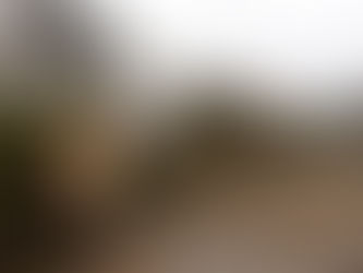 Beginn der Sanierungsarbeiten Breite Straße: 55 Linden gefällt