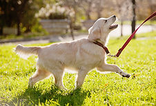golden retriever 400px.jpeg
