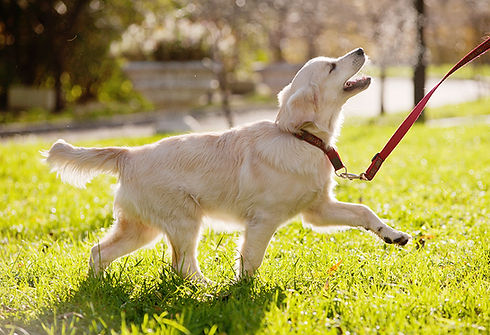 golden retriever 400px.jpeg