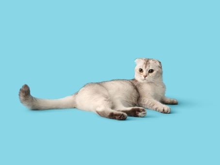 Are Purebred Cats Better Than Mixed Breeds?