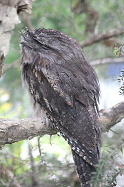 Bird 2.jpg