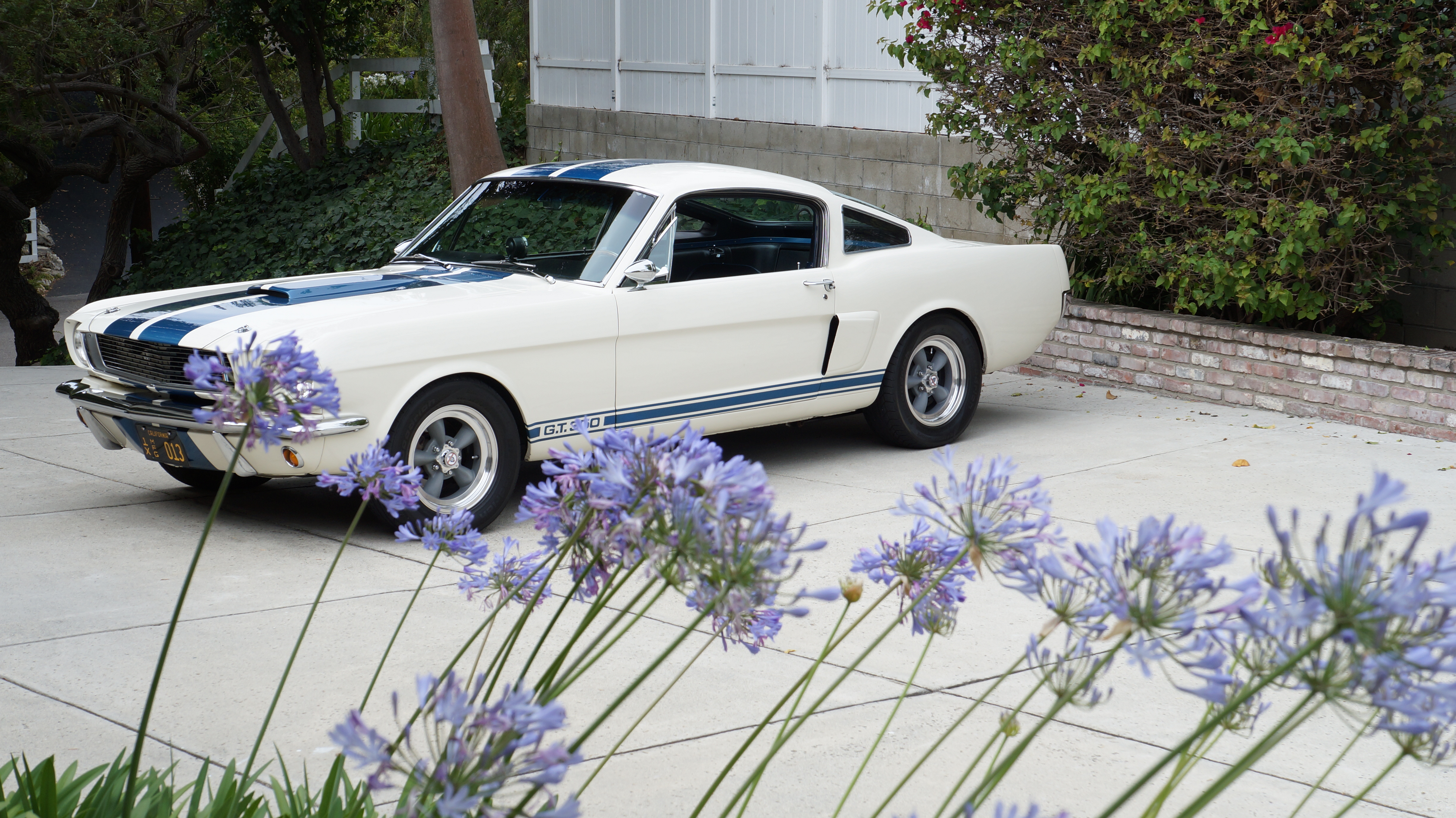Shelby On The Drive