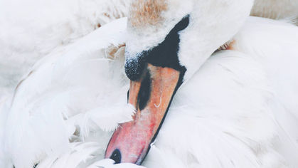 NICOLE ROLLENDER | Novena for When My Son Says He Doesn't Want to See Spirits