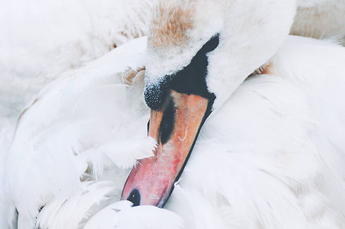 Swan