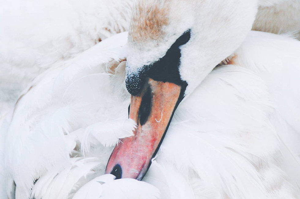Swan