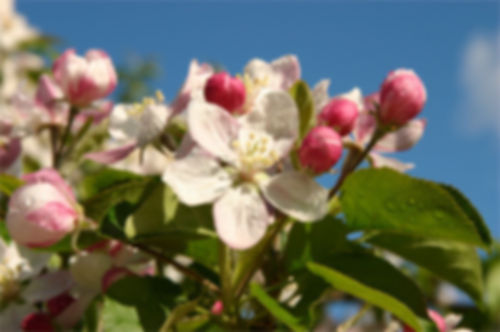 Obstblüte.jpg