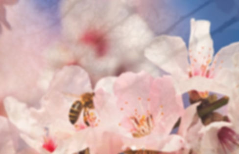 Mandelblüte 3.jpg