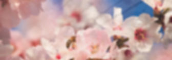 Mandelblüte 3.jpg