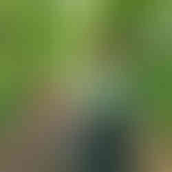 Hiking Greely Trail, Jay Cooke State Park