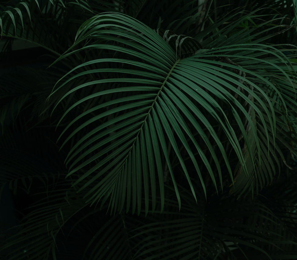 green palm plant during night time_edited.jpg
