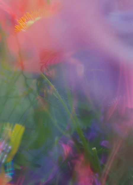 Dreamy Flower Garden (1)_edited.jpg