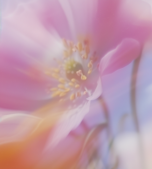 Dreamy Pink Flower.png