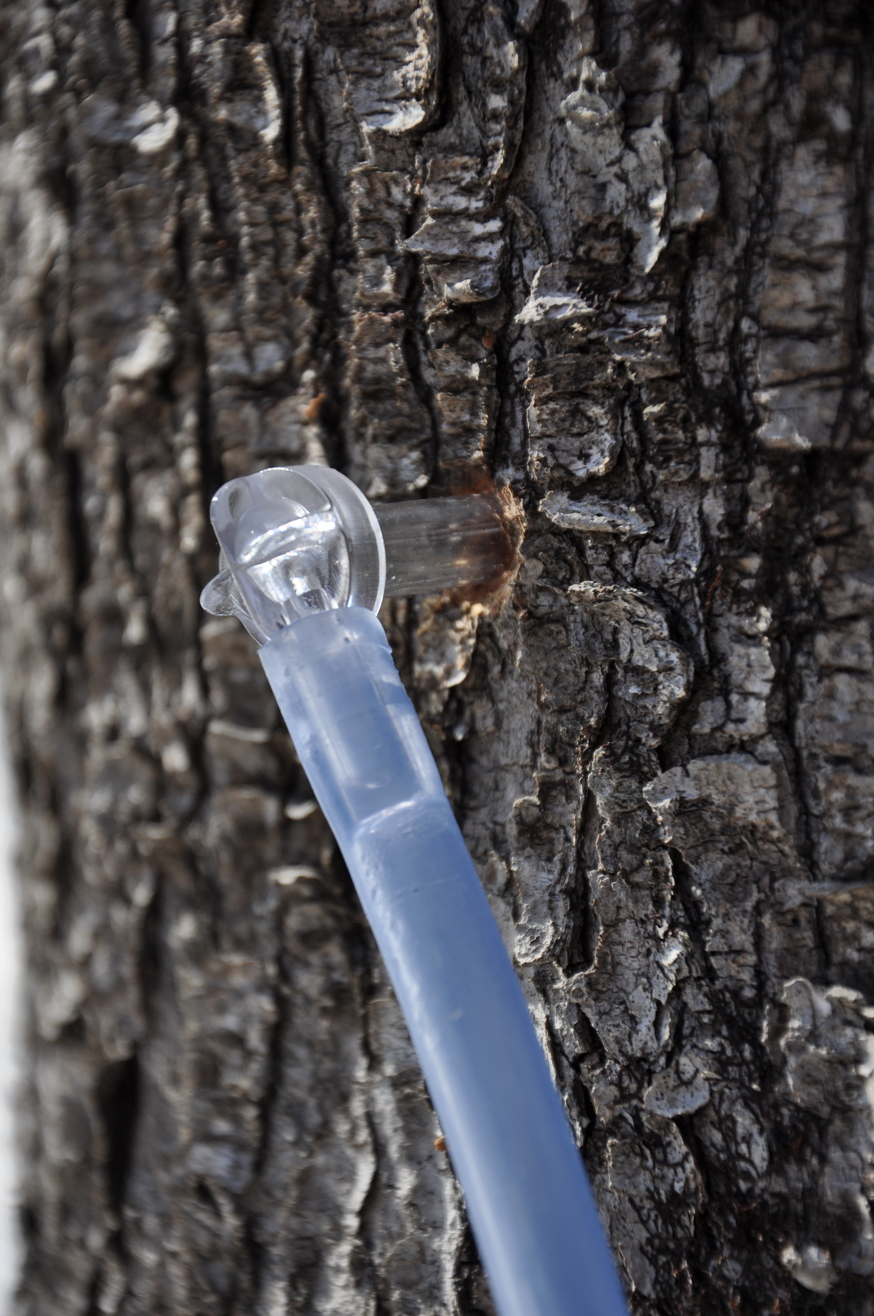 Trees tapped