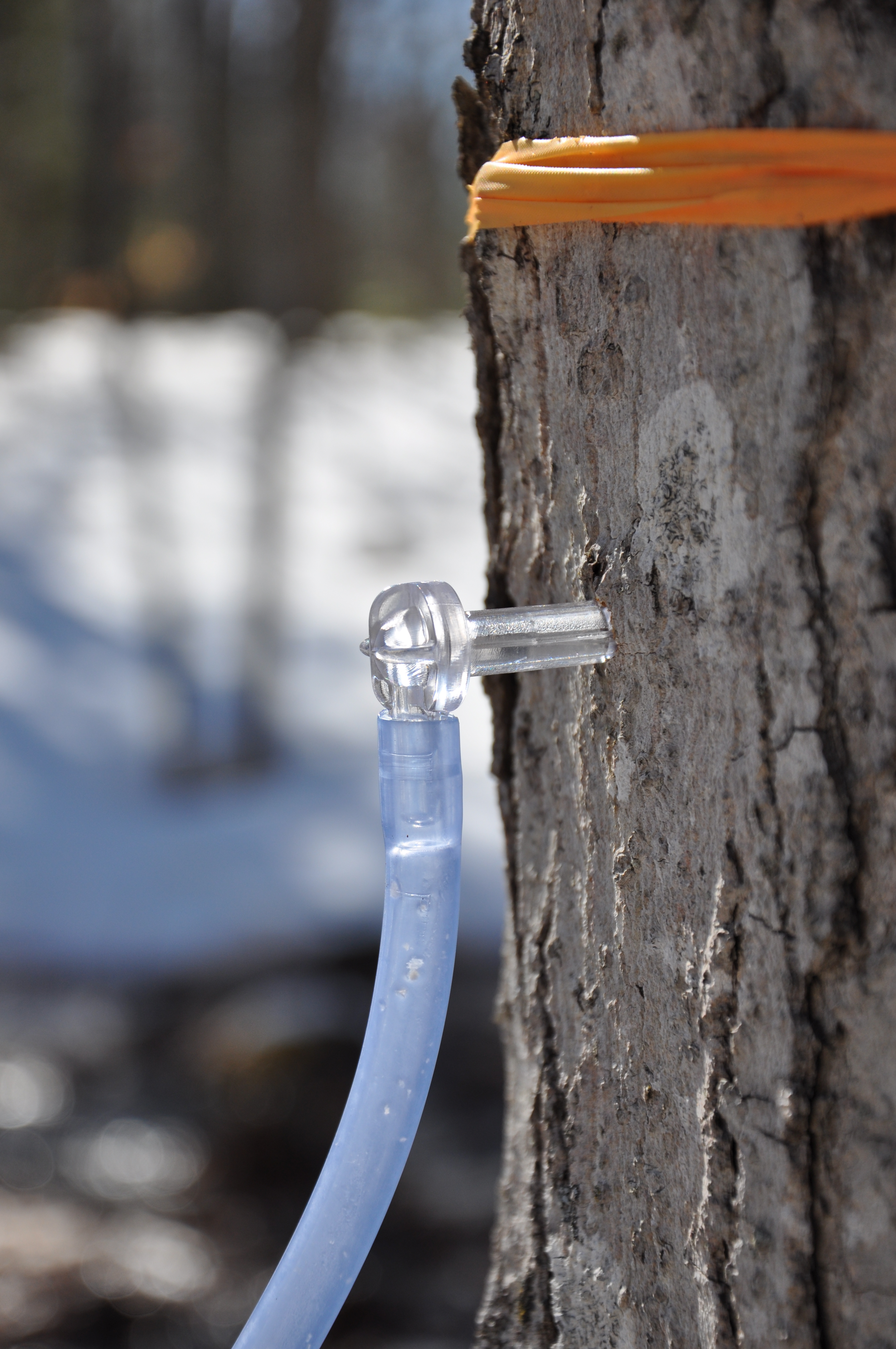 Trees tapped