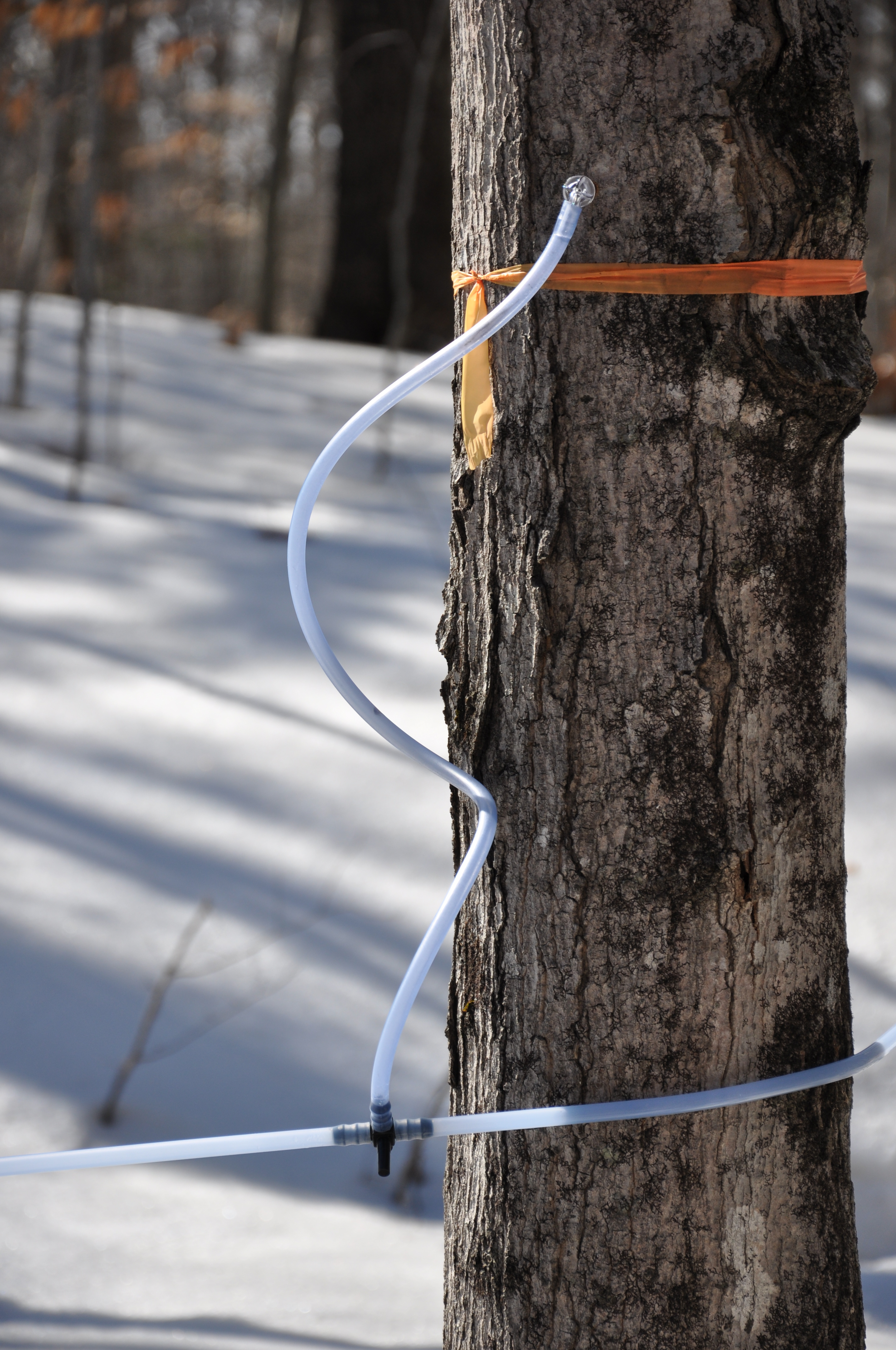 Trees tapped