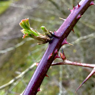 Wild Herb Walk | Foraging | Bramble Shoot