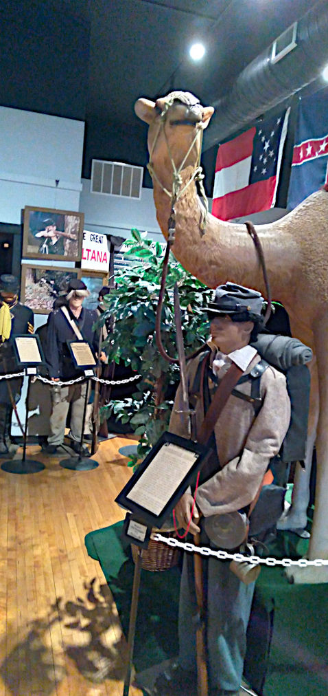 camel.jpg