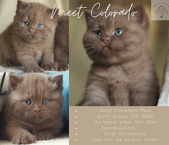Meet Colorado-3.png