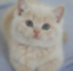 Cleo solid fawn female