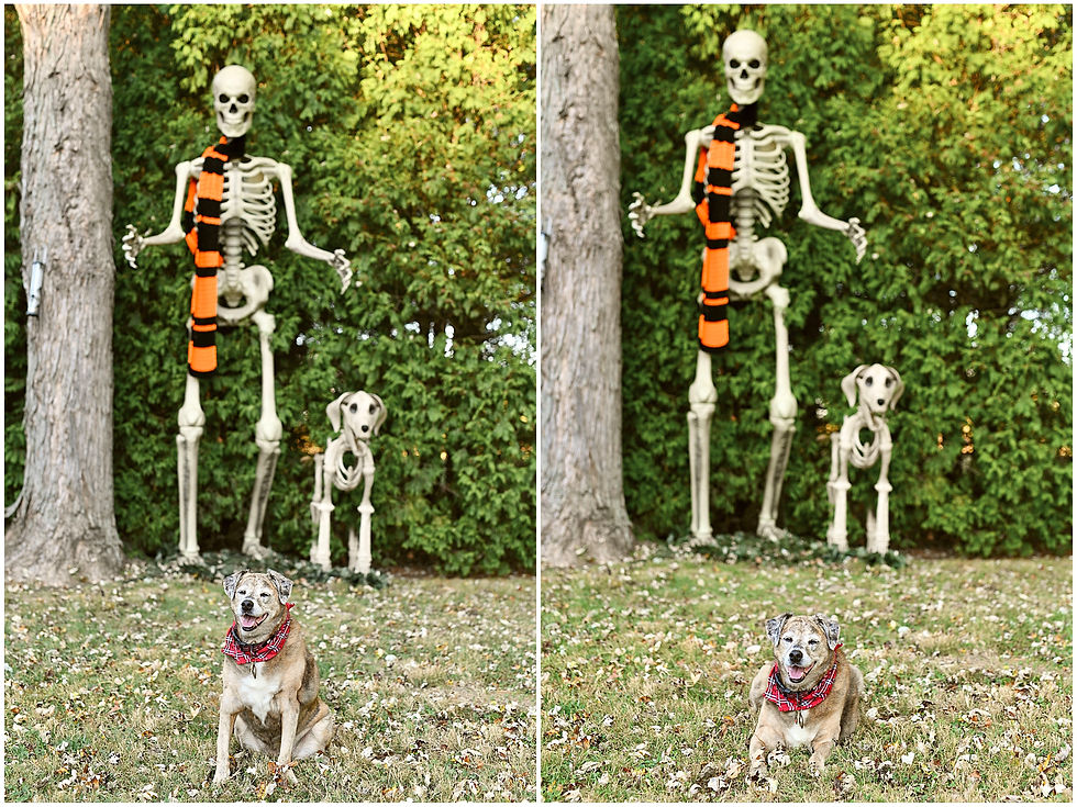 Lafayette Indiana Dog Pet Portraits Photographer Photography