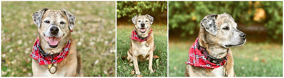 Lafayette Indiana Dog Pet Portraits Photographer Photography