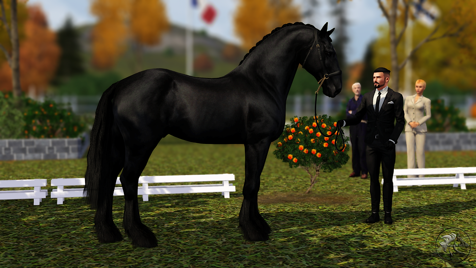 BHF Stud/Broodmare Grading Show #4