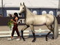 Triple Strength - Our Stallions at the Stallion Show Off