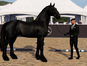 BHF Stud/Broodmare Grading Show #3 - Frisians in the Spotlight
